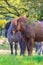 Wild konik horses in a Dutch forest