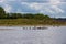 Wild Konik horses and Galloway cattle cooling down alongside the border river Meuse between the Netherlands and Belgium