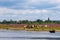 Wild Konik horses and Galloway cattle cooling down alongside the border river Meuse between the Netherlands and Belgium