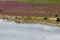 Wild Konik horses and Galloway cattle cooling down alongside the border river Meuse between the Netherlands and Belgium