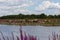 Wild Konik horses and Galloway cattle cooling down alongside the border river Meuse between the Netherlands and Belgium