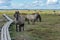 Wild konik polski or Polish primitive horses at Engure Lake Nature Park, Latvia. Lake, blue sky and footbridge background