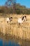 Wild Konik ponies on the banks of Burwell Lode