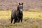 Wild konik pony making eye contact in heather field