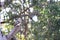 Wild Kookaburra Bird Sitting On Tree