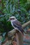 Wild Kookaburra resting at staircase holder in Wendy Secret Garden