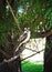 Wild Kookaburra Sitting On Tree