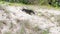 Wild lace monitor or goanna varanus varius on the beach.