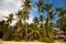 Wild lagoon with palm trees