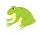 Wild lake green frog