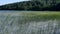 Wild lake and reeds in windy weather in summer