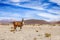 Wild lama on the mountains of Andes. mountain and blue sky in the background