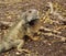 Wild land Iguana in Ecuador