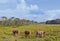 Wild landscape with asian elephants