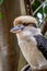 Wild Laughing Kookaburra Portrait, Kallista, Victoria, Australia, March 2019