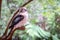 Wild Laughing Kookaburra Portrait, Kallista, Victoria, Australia, March 2019