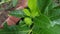 Wild Laurel medicinal plants herbs