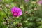 Wild lavatera malva flower in pink purple