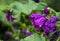 Wild lavatera malva flower in pink purple