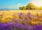 Wild lavender field