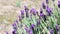 Wild lavender flowers with bees, butterfly and insects. sound of birds