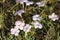 Wild Lavender Prairie Petunias in Country Field