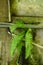 wild leaf growing in a wet wall