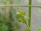 The wild leaf pistil that growth in the garden