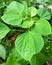 Wild leaf shoots scientific name is Acalypha australis.