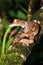 Wild Leaf-tailed Gecko