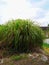Wild lemongrass ( cymbopogon citratus ) plants grow by the lake.