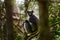 Wild lemur in habitat. Indri indri, monkey with young babe cub in Kirindy Forest, Madagascar. Lemur in the nature habitat. Sifaka