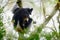 Wild lemur in habitat. Indri indri, monkey with young babe cub in Kirindy Forest, Madagascar. Lemur in the nature habitat. Sifaka