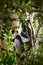 Wild lemur in habitat. Indri indri, monkey with young babe cub in Kirindy Forest, Madagascar. Lemur in the nature habitat. Sifaka