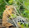 Wild leopard portrait