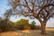 Wild leopard taking a nap over the tree