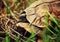 Wild Leopard tortoise close up, Tanzania Africa