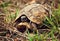Wild Leopard tortoise close up, Tanzania Africa