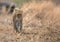 Wild leopard walking on grasses during hunting in Masai Mara, Kenya