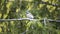 Wild lesser whitethroat or Sylvia curruca perching on a branch of a tree