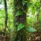 Wild liana plant growing in deep mossy tropical rain forest