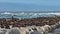 Wild life of Africa. A colony of fur seals lives on a small rocky island in the ocean.