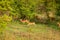 Wild life Animals in Mole National Park, the largest wildlife refuge of Ghana