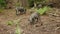 Wild life of the forest. A herd of wild pigs feeds in the forest.