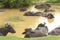 Wild life photo of water buffalo Bubalus arnee from Sri Lanka Nationla park