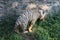 A wild life shot of a white tiger in captivity