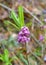 Wild Lilac Flower