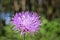 Wild lilac flowers - Cornflower Centaurea pulcherrima. Useful medicinal plant