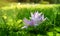 Wild lilac flowers on a field with green grass close up