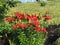 Wild lilies in field